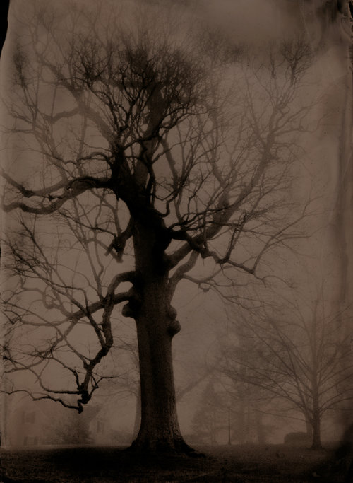 Large Oak