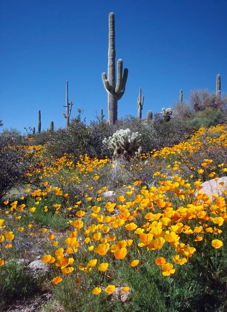 Saguaro and Poppies