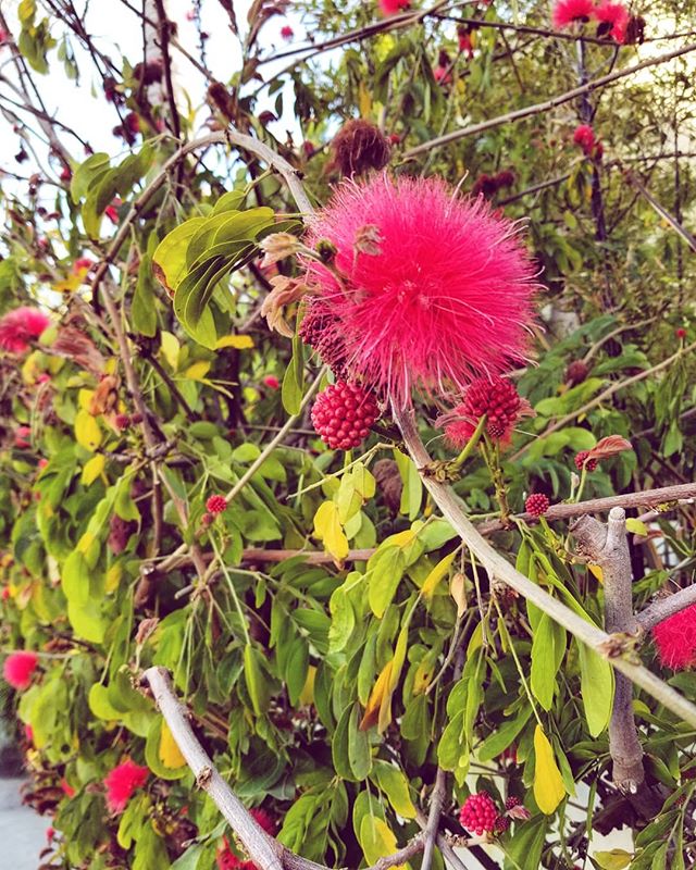 Are these the flowers Doctor Seuss was always talking about?
.
.
.
.🤔