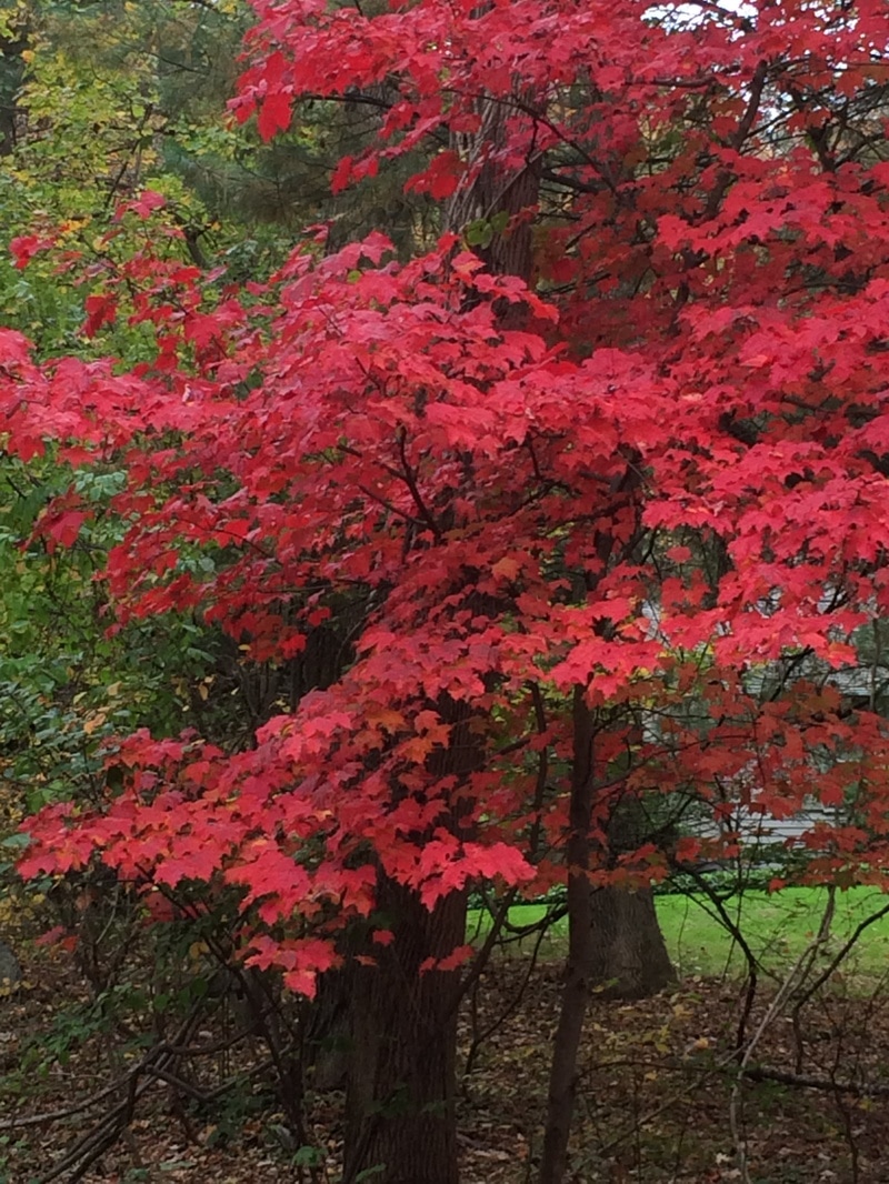Red Tree in Hamlin Park