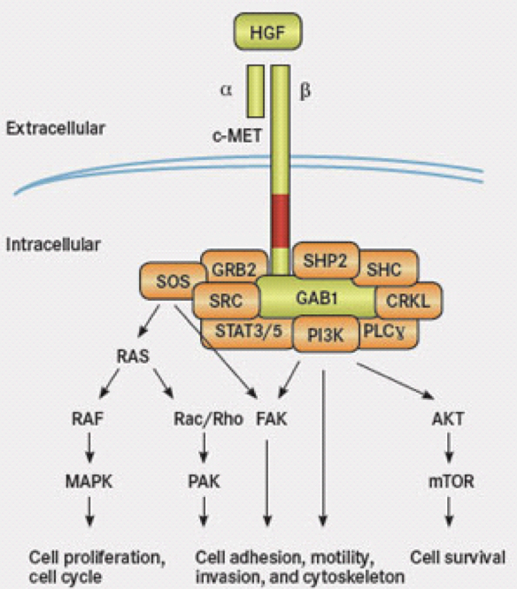 MET and TP 53 How They Relate to ALK Lung Cancer — ALK POSITIVE