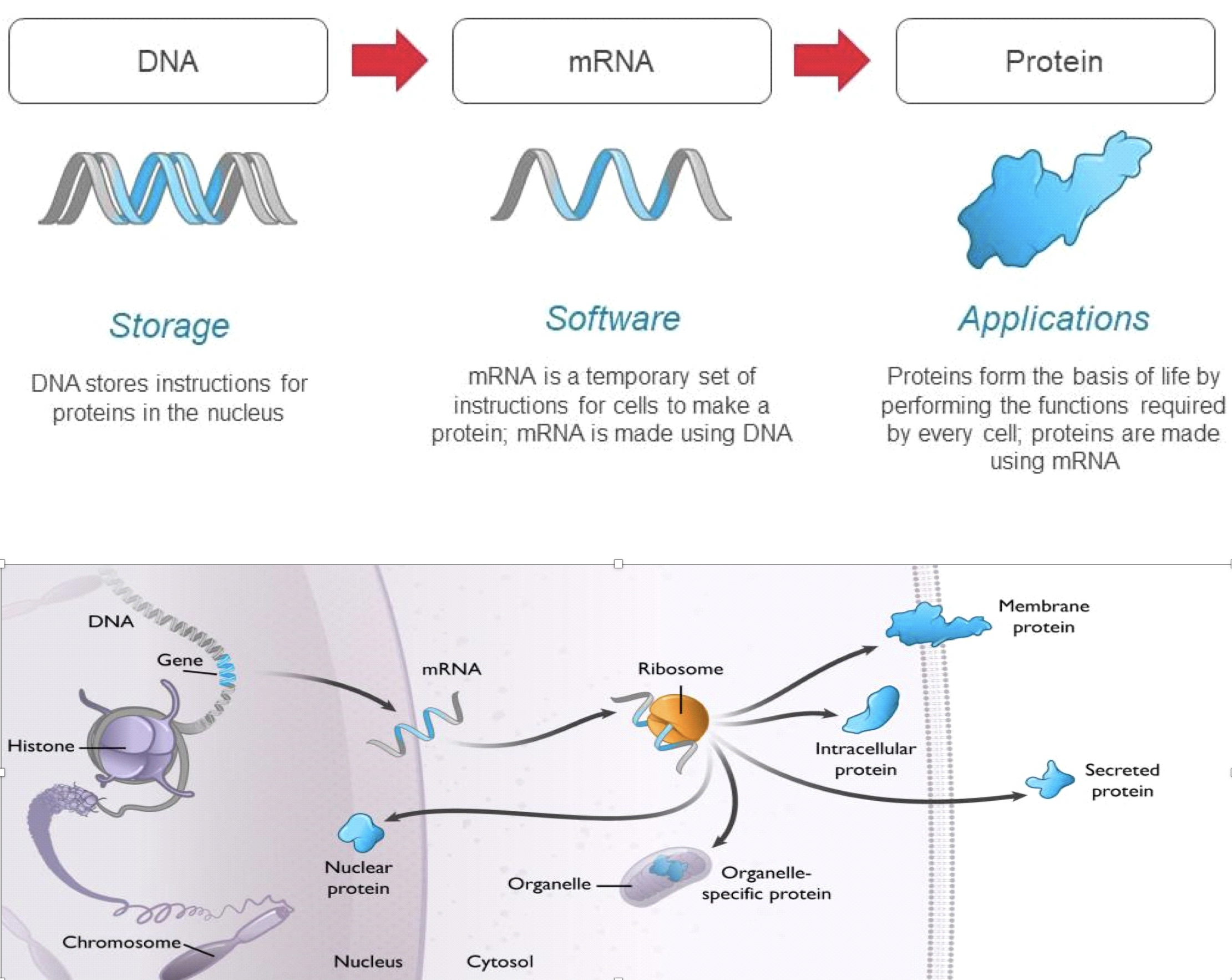 Moderna’s Cancer Vaccine Program