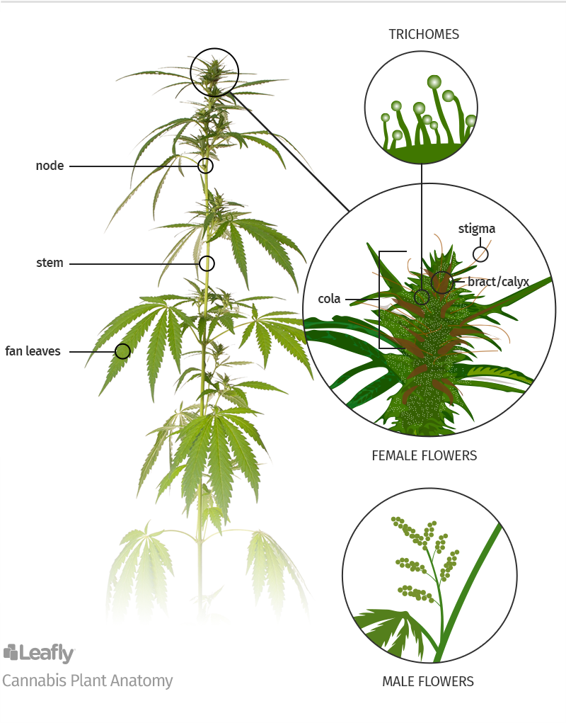 Cannabis.png