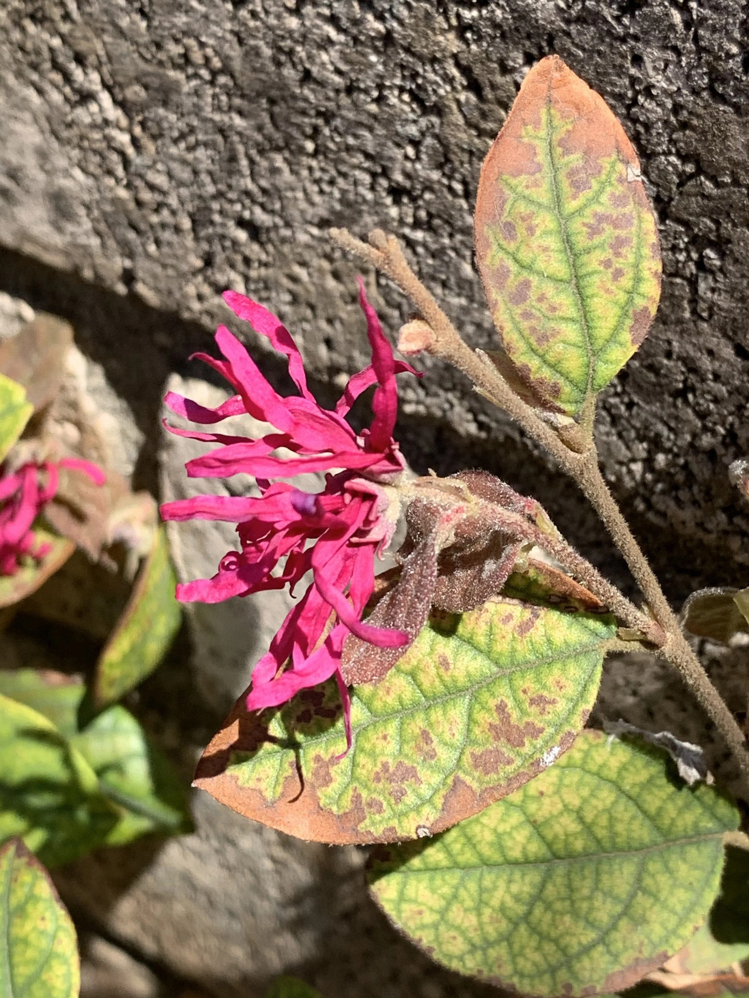 The Light We Give: Sikh Wisdom for Today’s World With Dr. Simran Singh