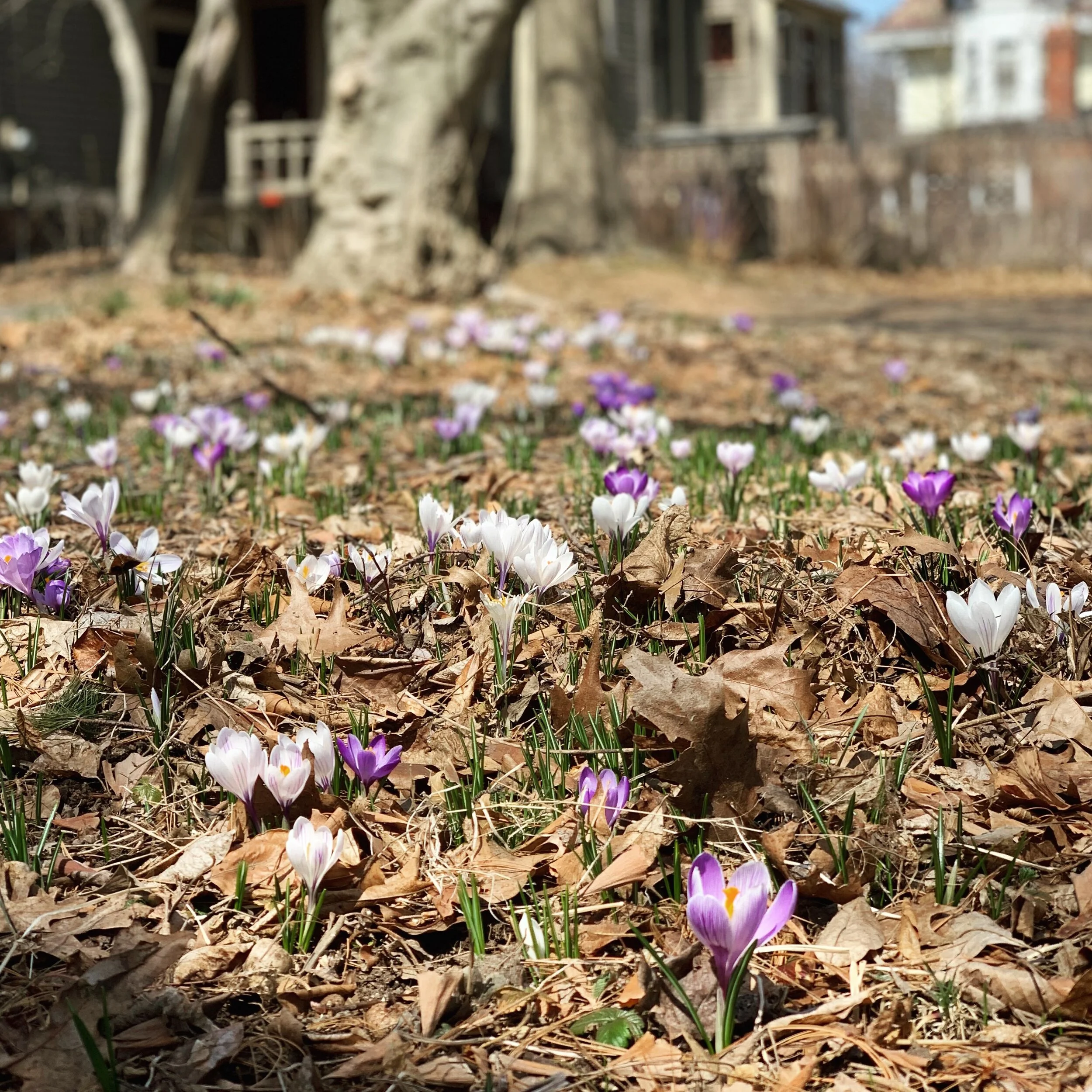 Photo Mar 30, 1 31 49 PM.jpg