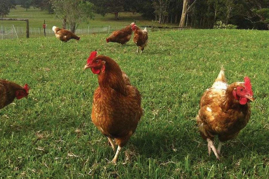 topi-isa-brown-hens.jpg
