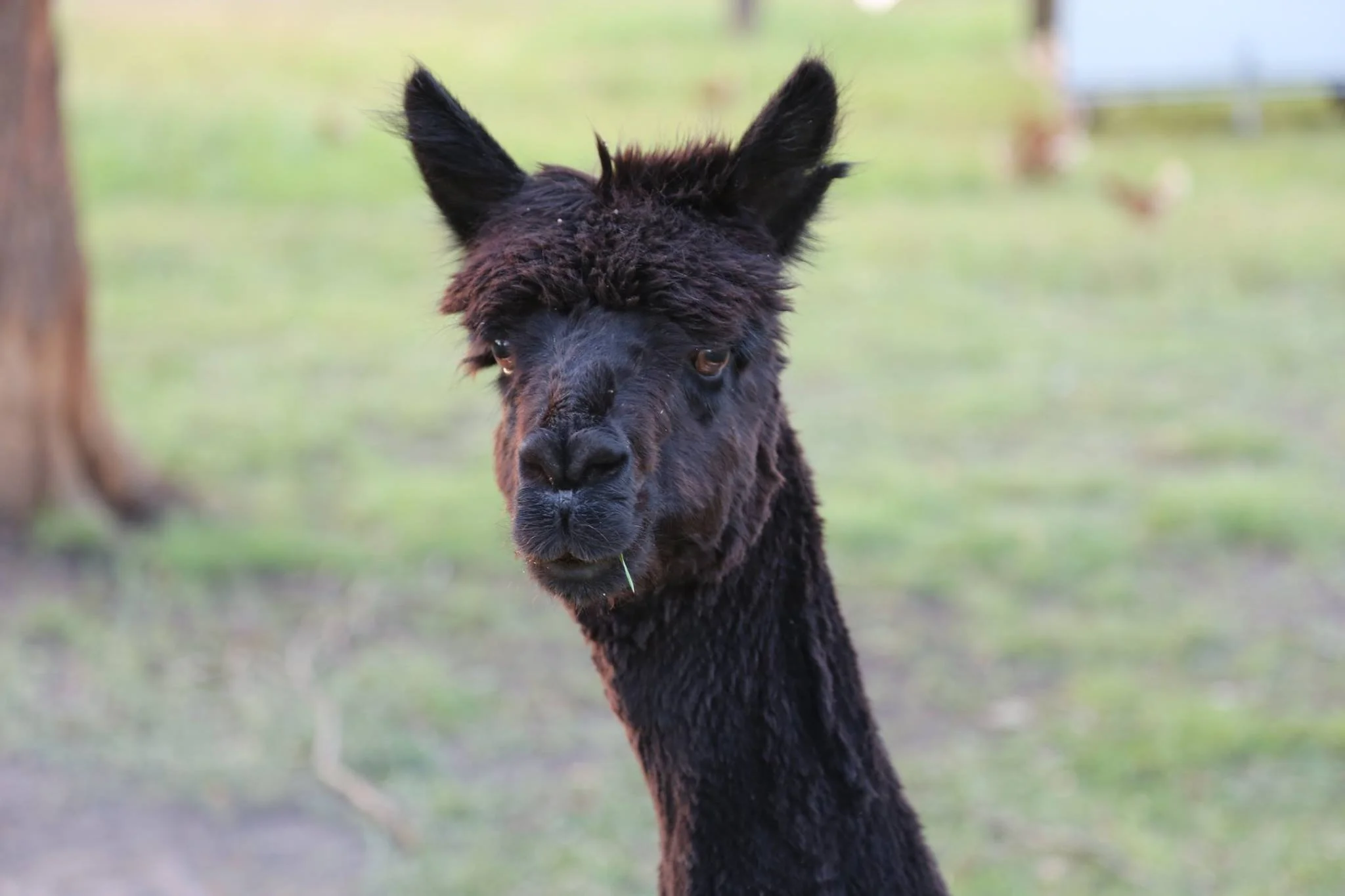 One of our magnificent alpacas