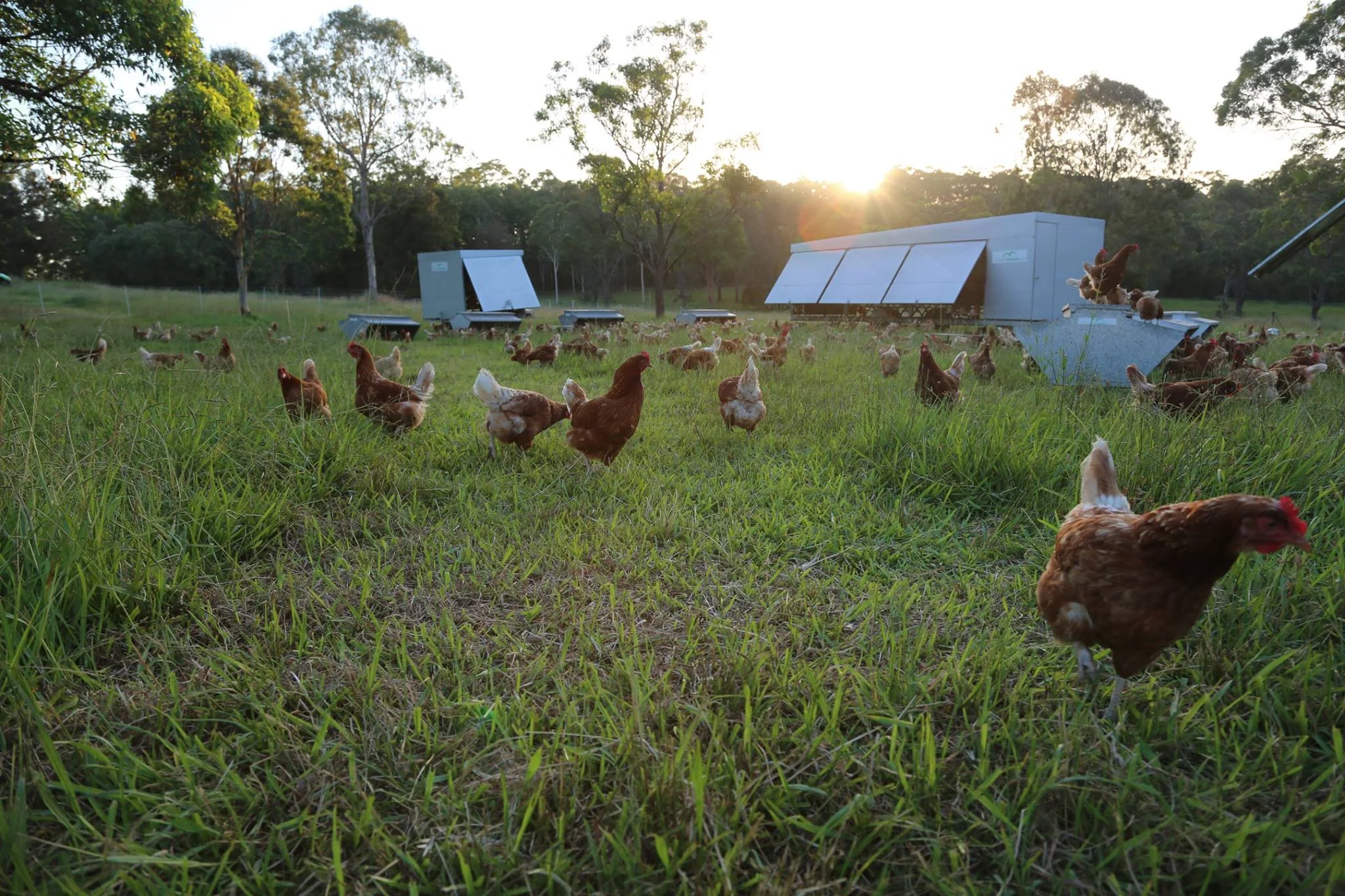 Mobile caravans for our chickens