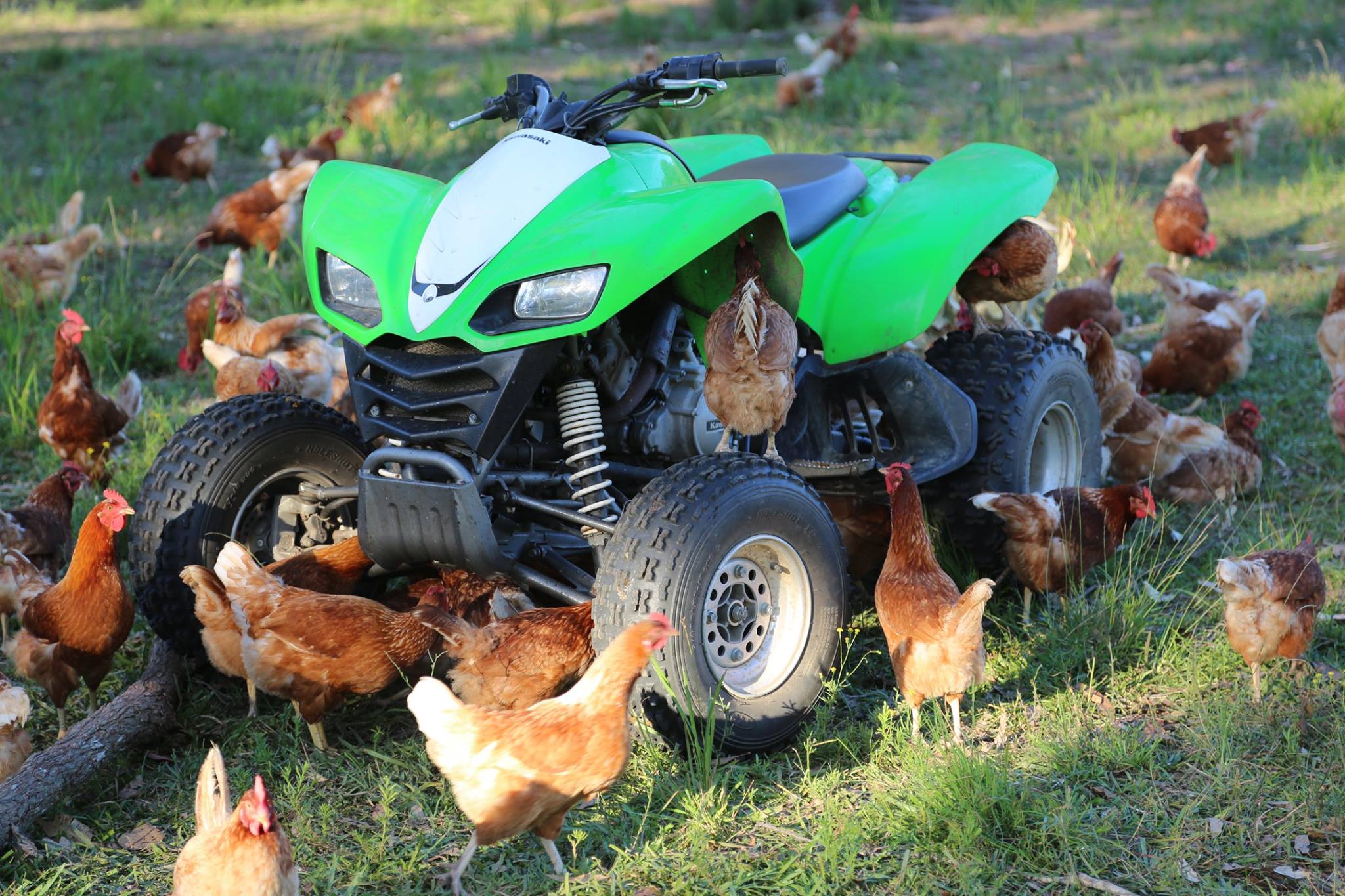 Inquisitive creatures