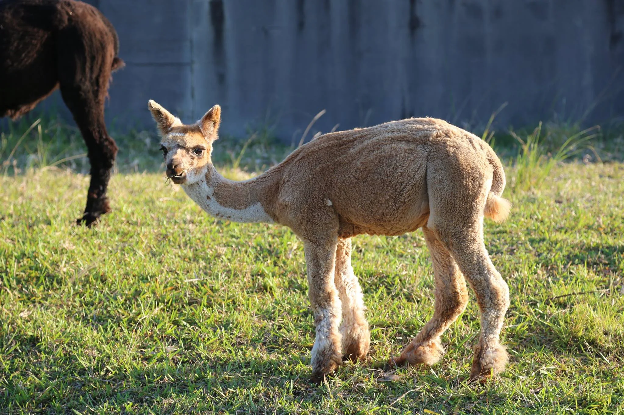 One of our baby alpacas born on the farm