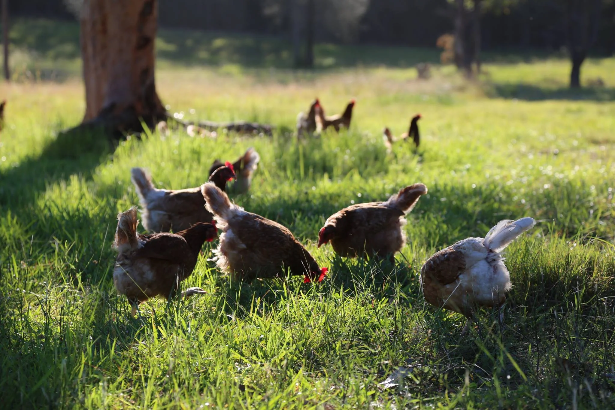 Foraging and fossicking