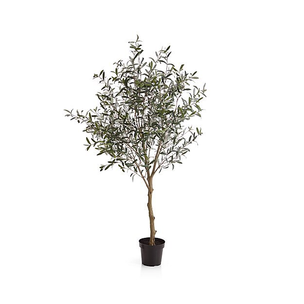 OliveTree7FtS18.jpeg