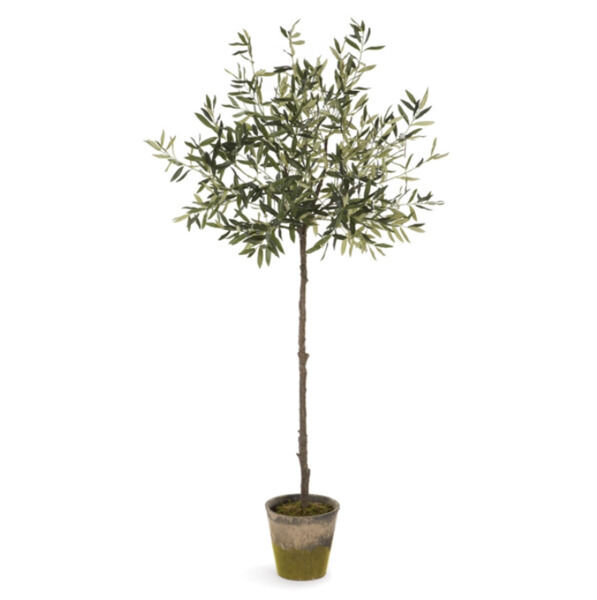 Olive Tree In Moss Pot