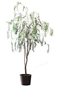 Sparse Pepper Tree