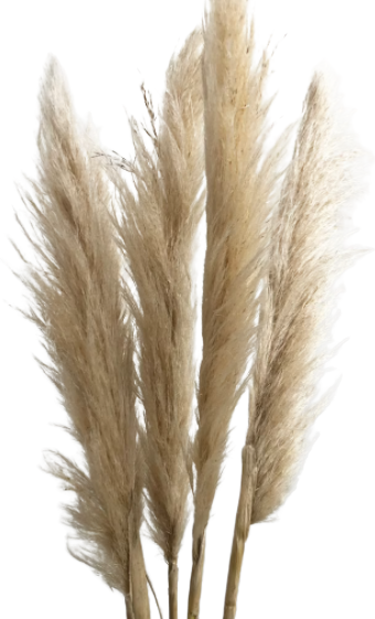 Large Dried Pampas Grass