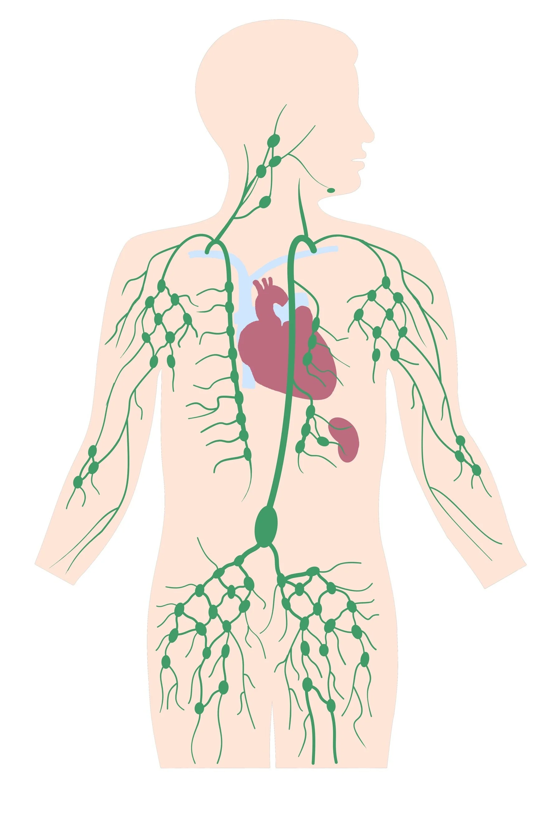 lymph+silhouette.jpg