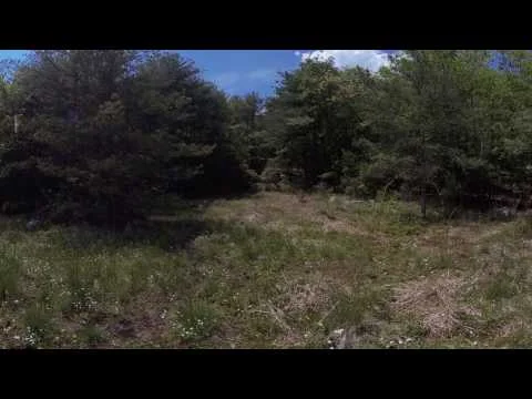 Yellow Spring Beauties