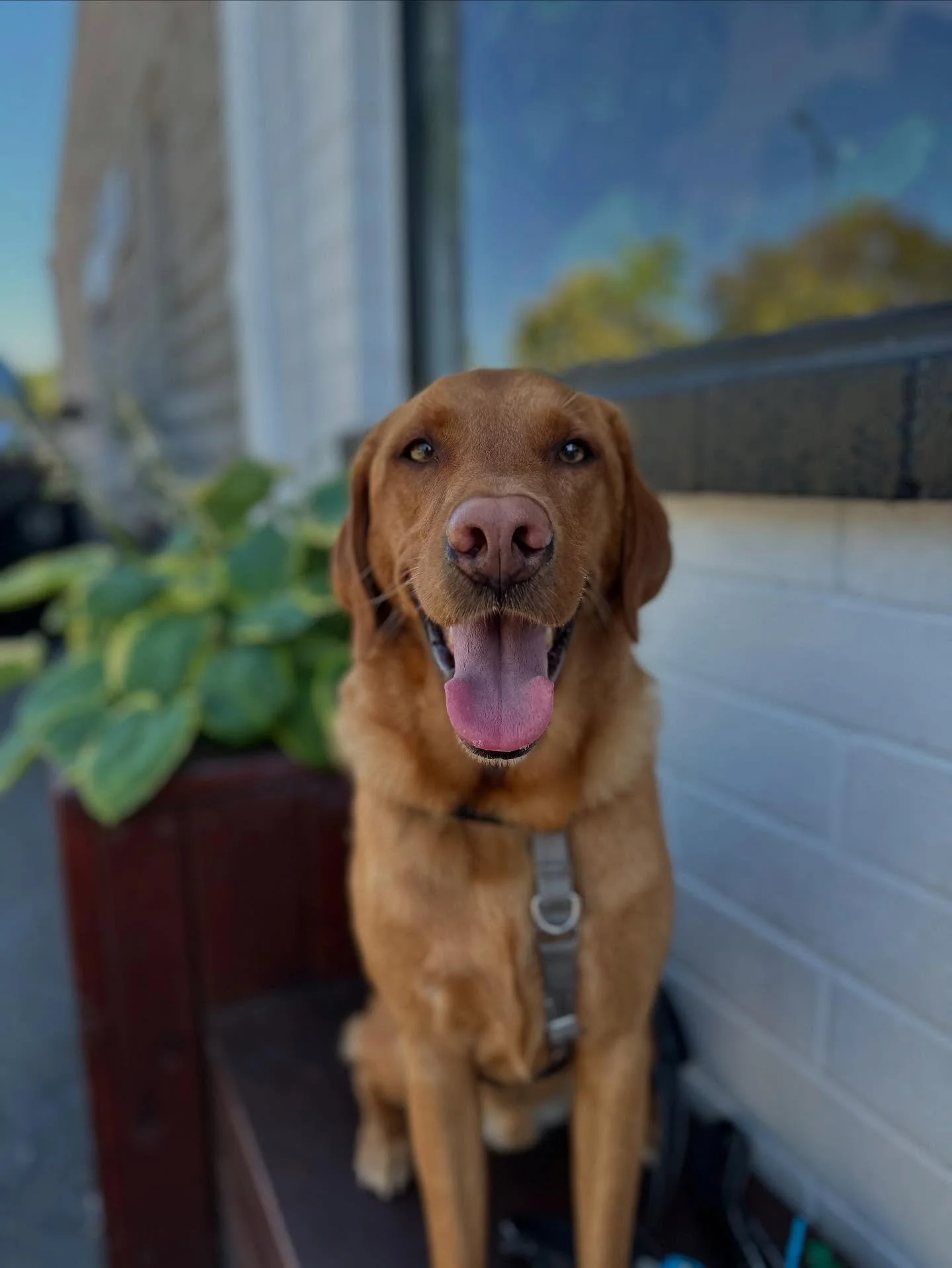 Ziggy is 5 today! Happy Birthday Zigzig! 😍