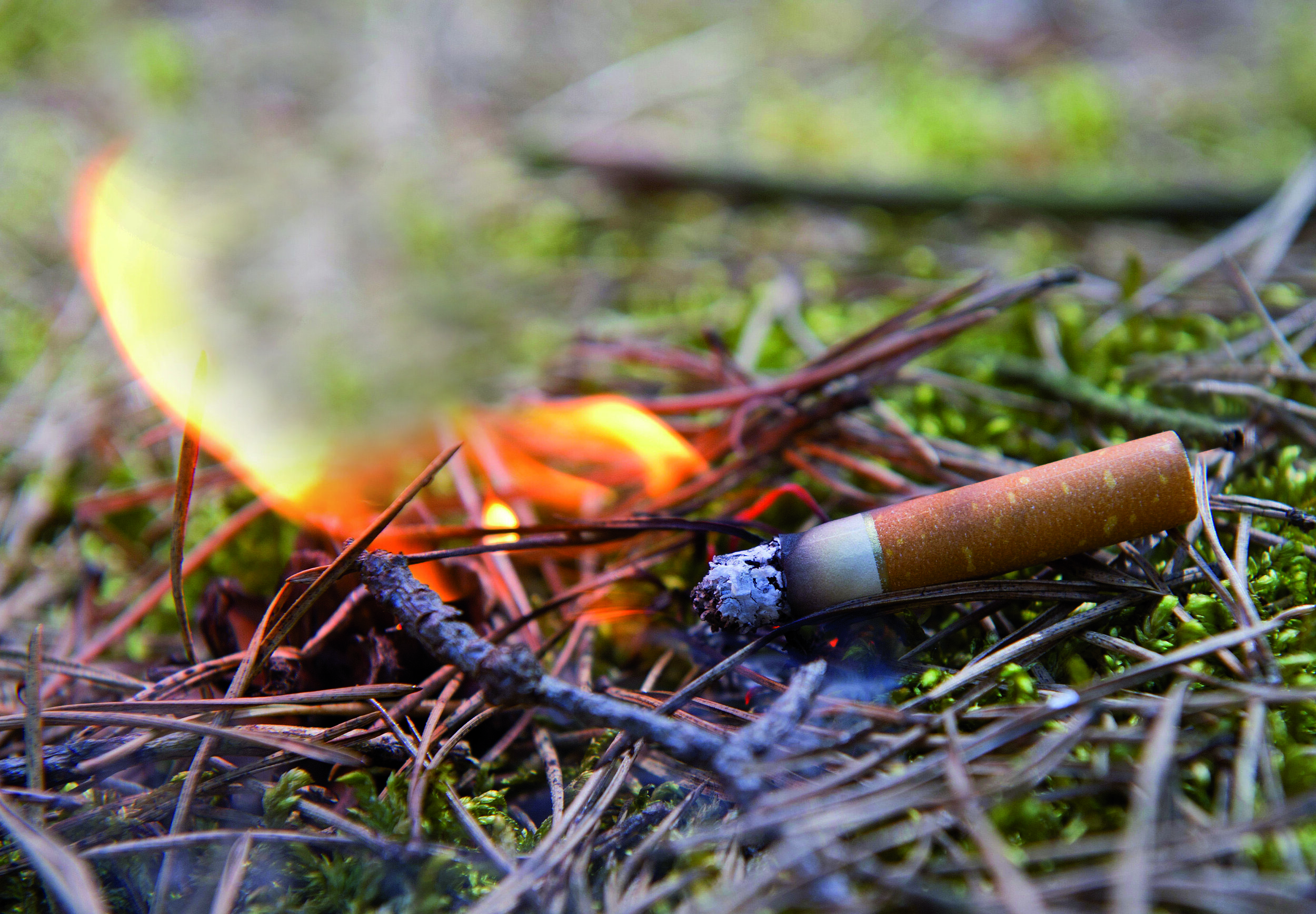 Кидает окурки. Непотушенная сигарета в лесу. Окурок в лесу. Пожар в лесу. Сигарета в лесу.