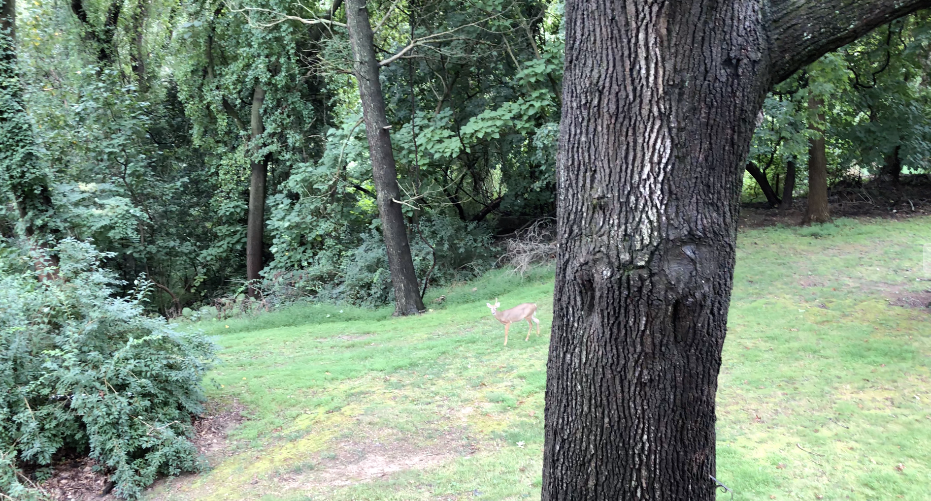 Back Yard.png