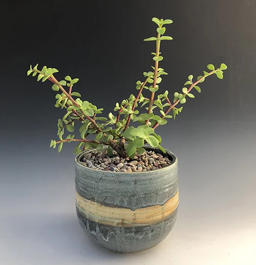 Portulacaria afra- SOLD