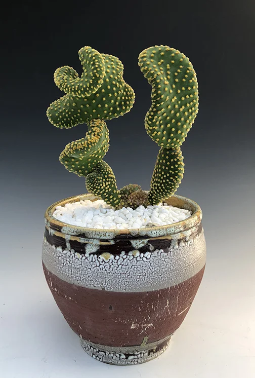 Opuntia microdasys - SOLD
