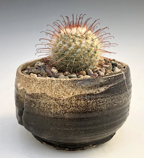 Mammillaria