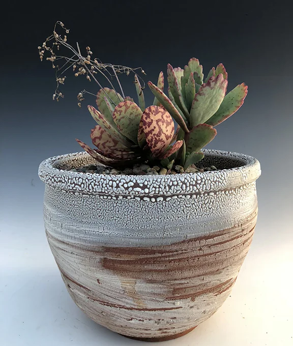 Kalanchoe