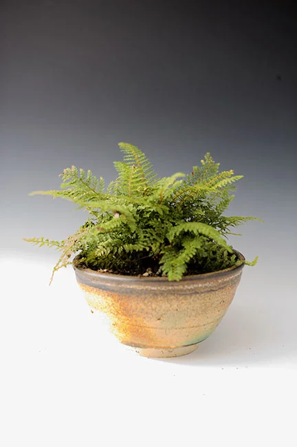 fern.jpg