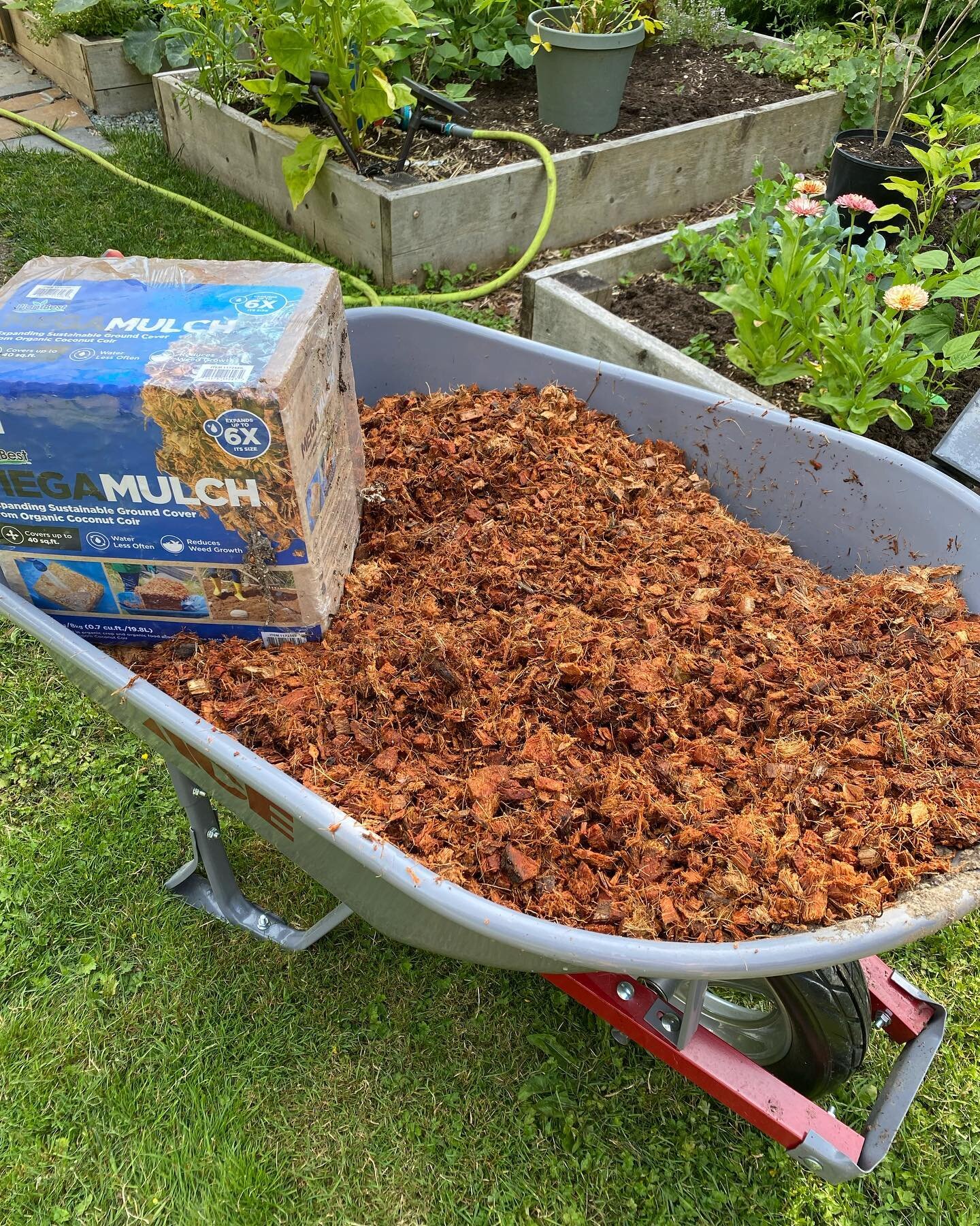 I used coconut coir this year as mulch, both in the veggie garden and in my containers and I&rsquo;m happy with the results&hellip;works a lot better than straw in the raised beds, less messy and works better too! Here is a link for what I tried &hel