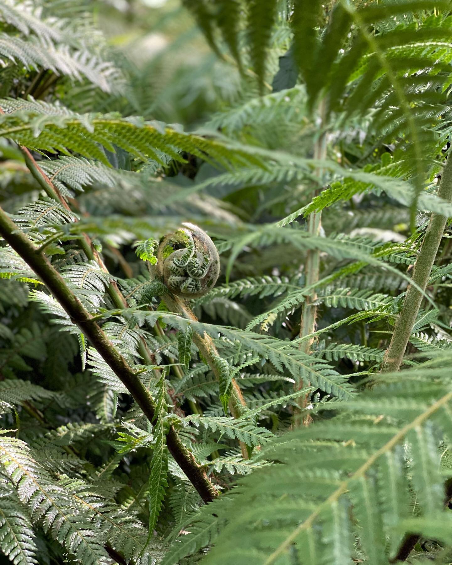 Dicksonia navarrensis at the Munich Botanical Garden &hellip;the collection here is epic