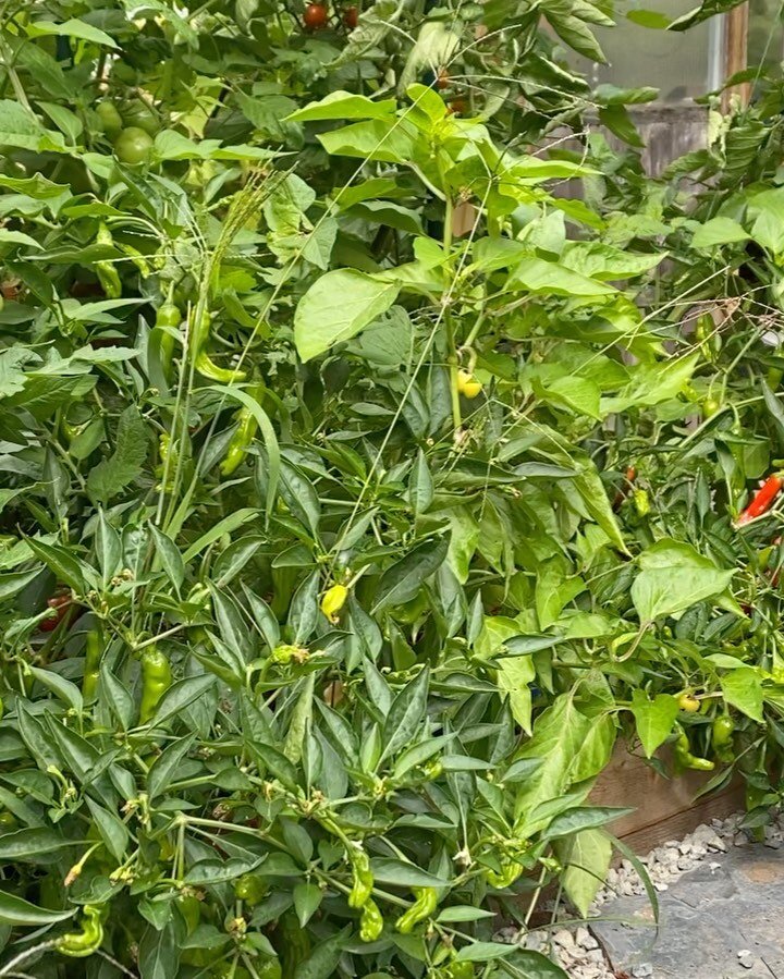 This years veggie garden was the best yet - I thought the A frames would be too big but&hellip;nope! #verticalgarden #raisedbeds #pnwvegetablegardening #pnwgarden #tomatoplant