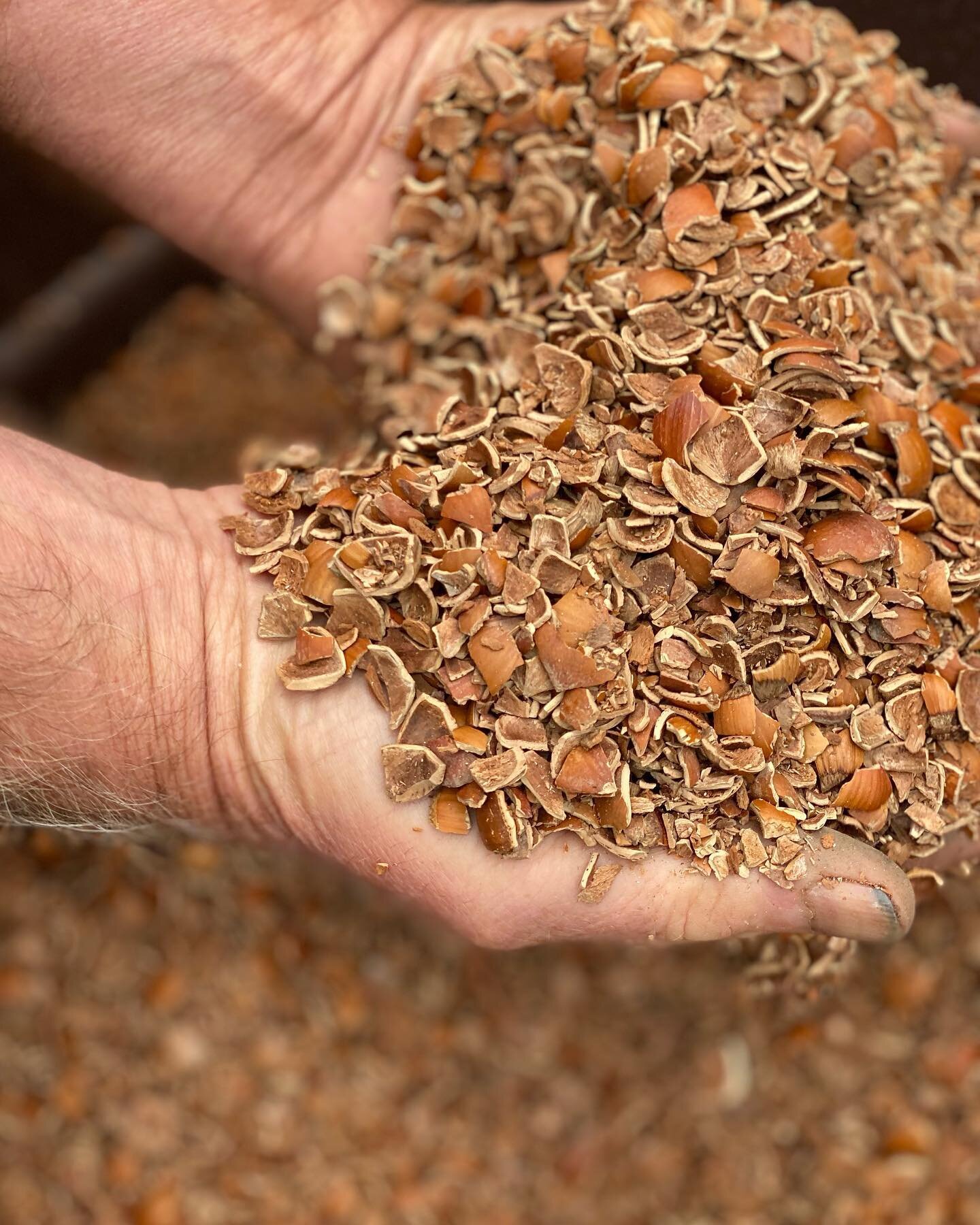 I&rsquo;m @far_reaches_botanical_conserve today and Kelly paused to show me the hazelnut shells they use to top the plants and suppress the lichen and clubmoss. They get them from a farmer in Oregon and works as great mulch! #farreachesbotanicalconse