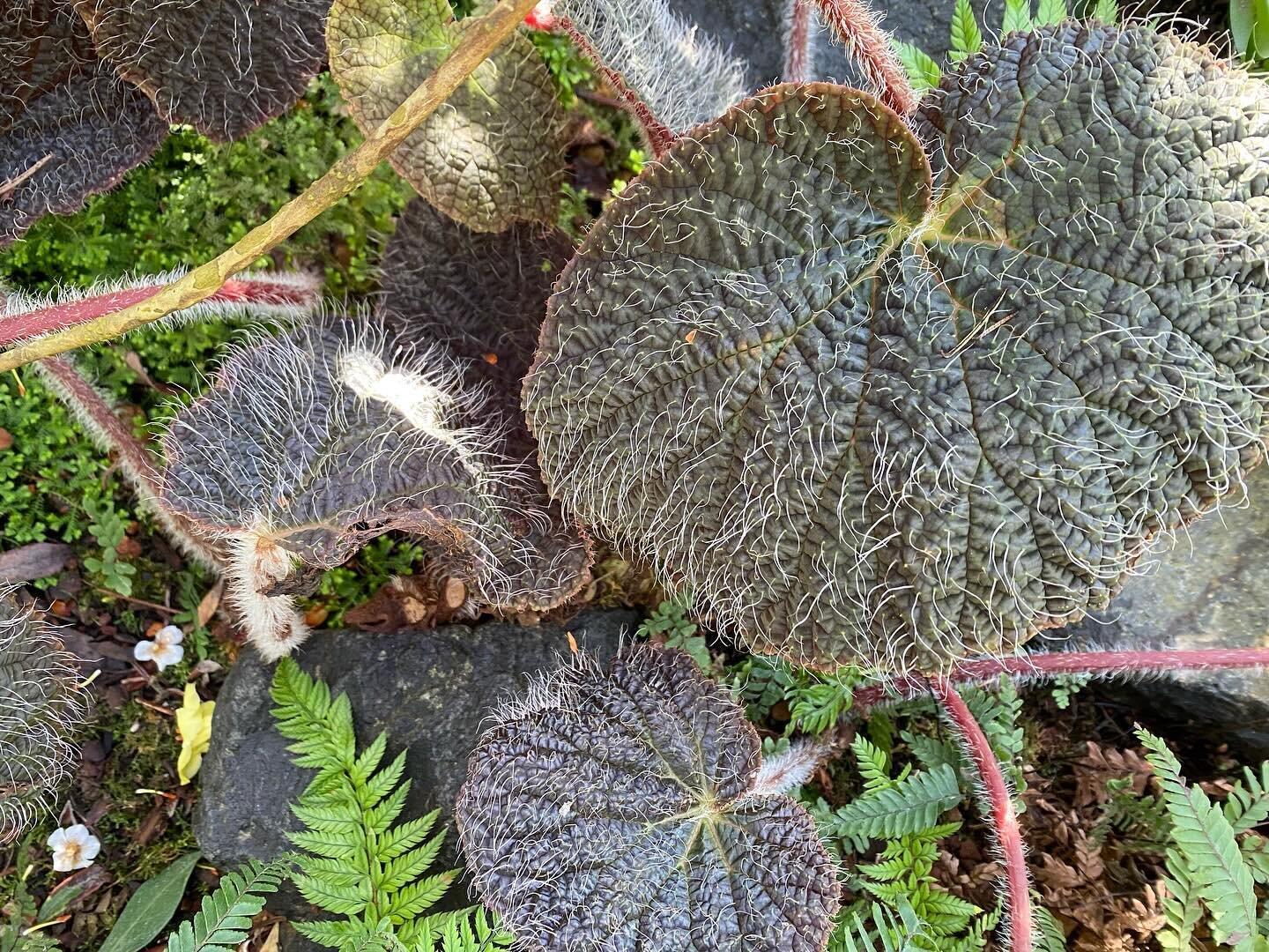 @emilygjoseph I saw this Begonia today at @rhodygarden but I didn&rsquo;t see a tag. What is it and is it for sale ?! ❤️