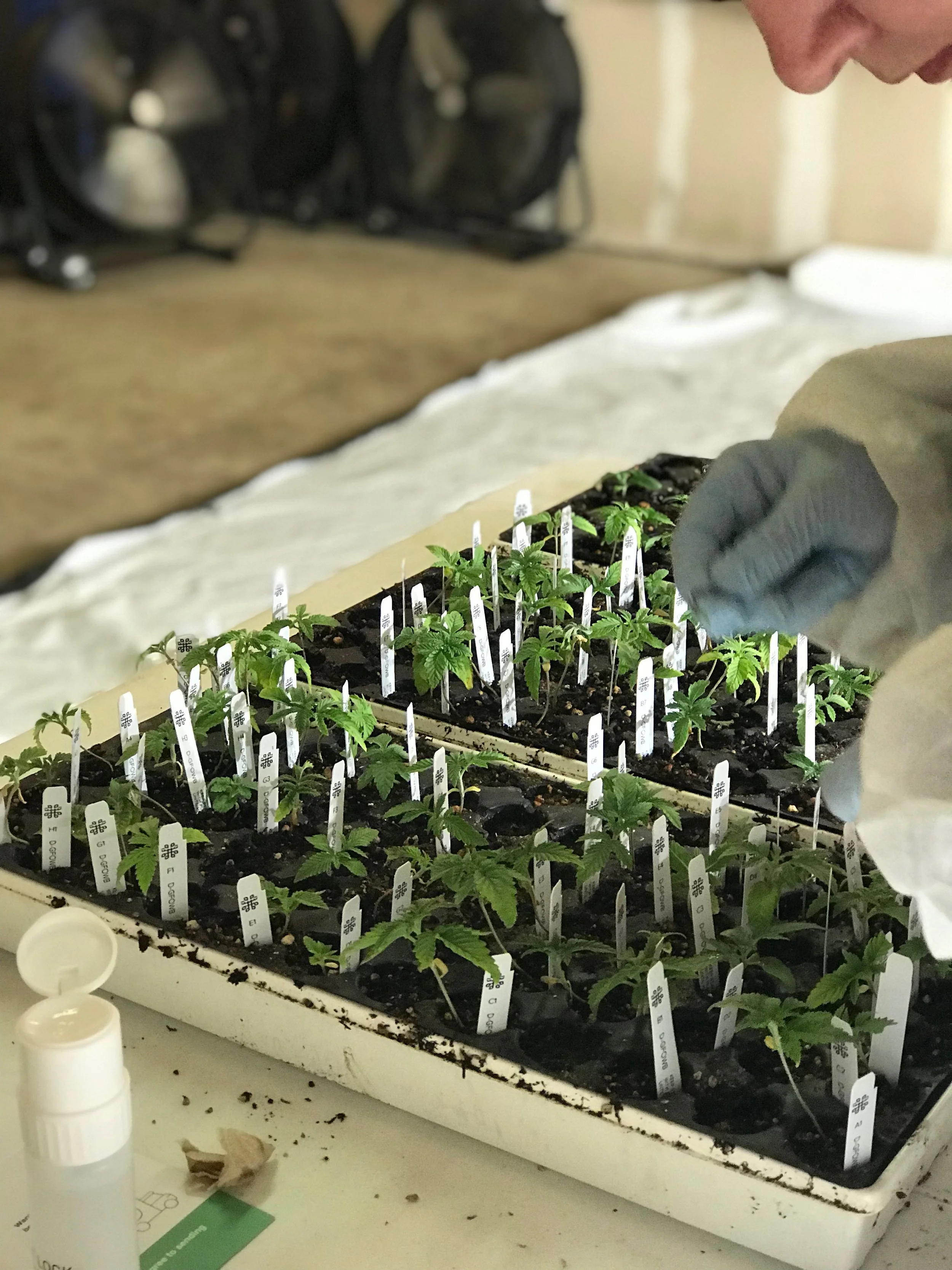 The Power of Phyllos