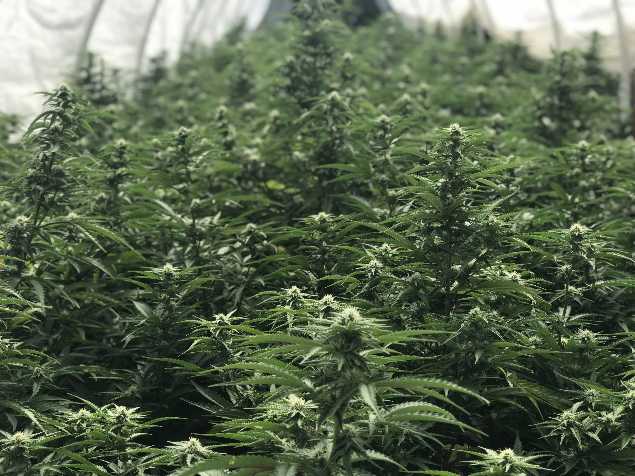 cbd dna blog post photo.jpg