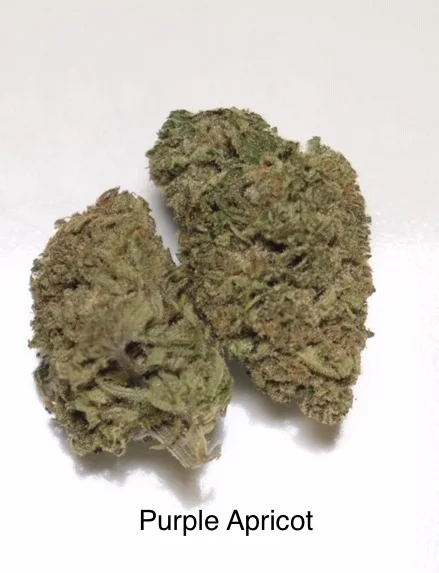 2019 Crescent Moon Harvest Tasting Notes - Purple Apricot