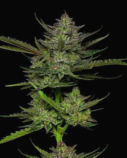 Casa Humboldt 2021 Strain Menu