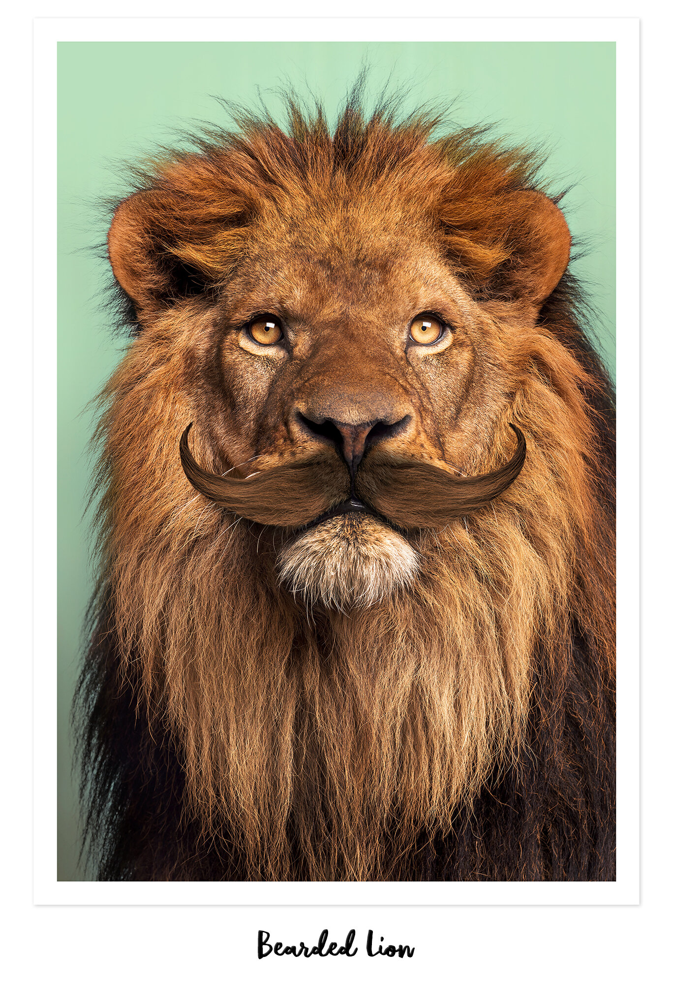 BEARDED_LION Kopie.jpg