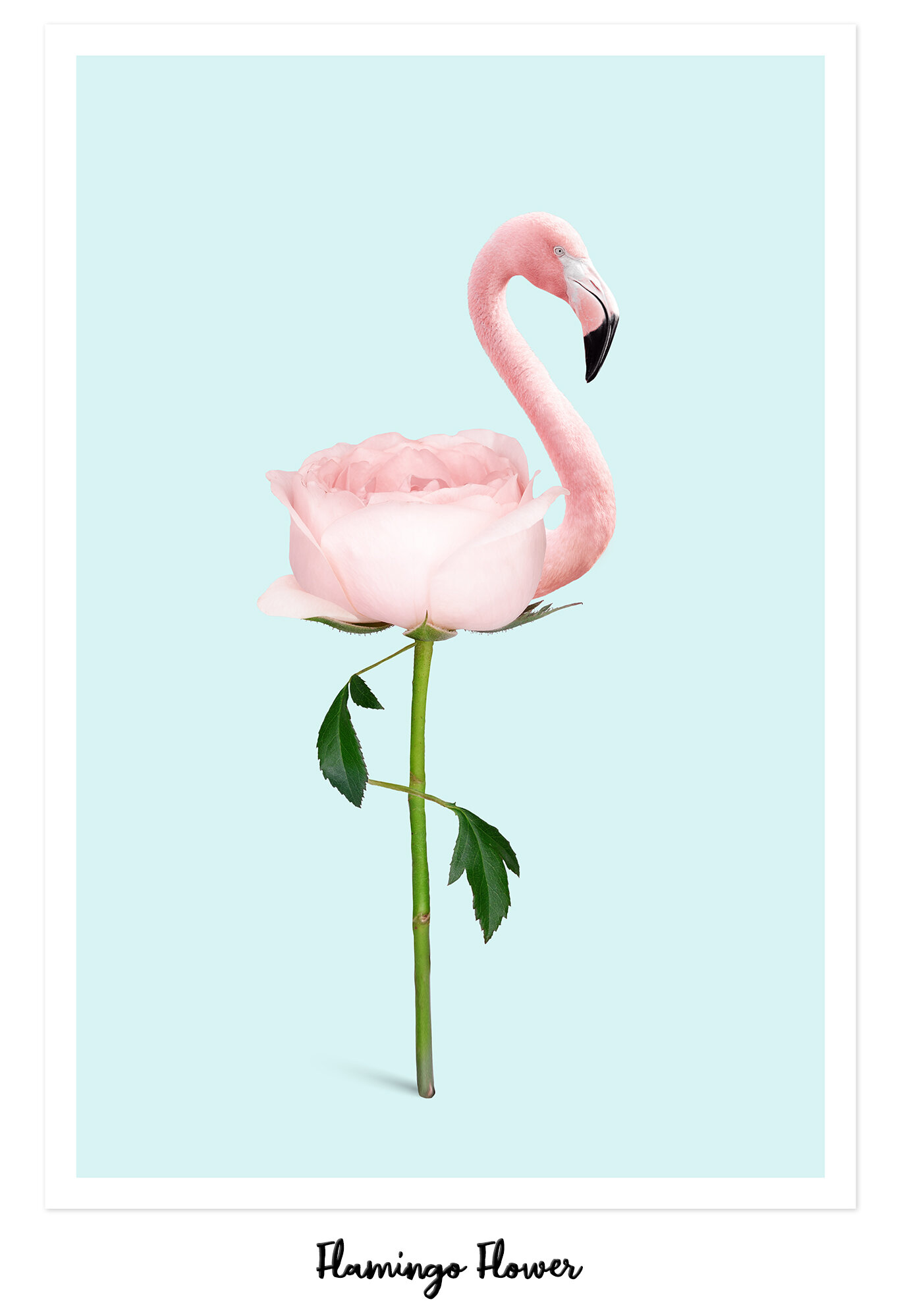 FLAMINGO_FLOWER.jpg