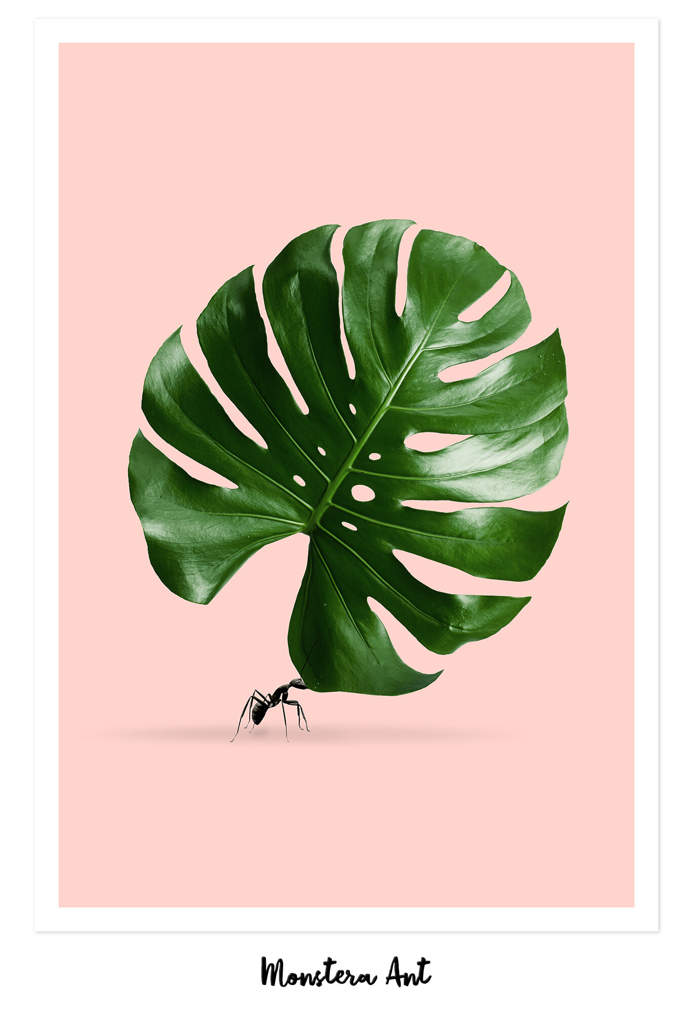 MONSTERA_ANT_artwork.jpg