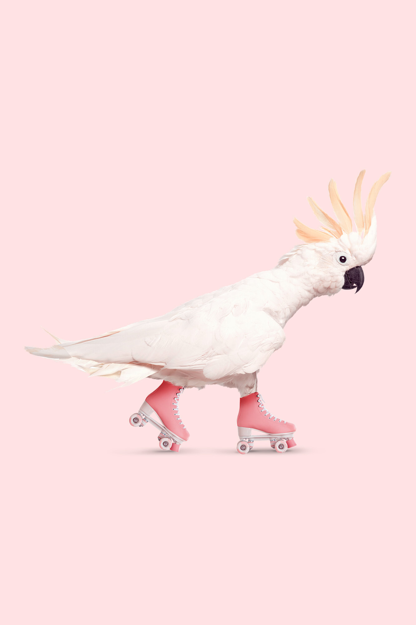 ROLLERSKATING_COCKATOO.jpg