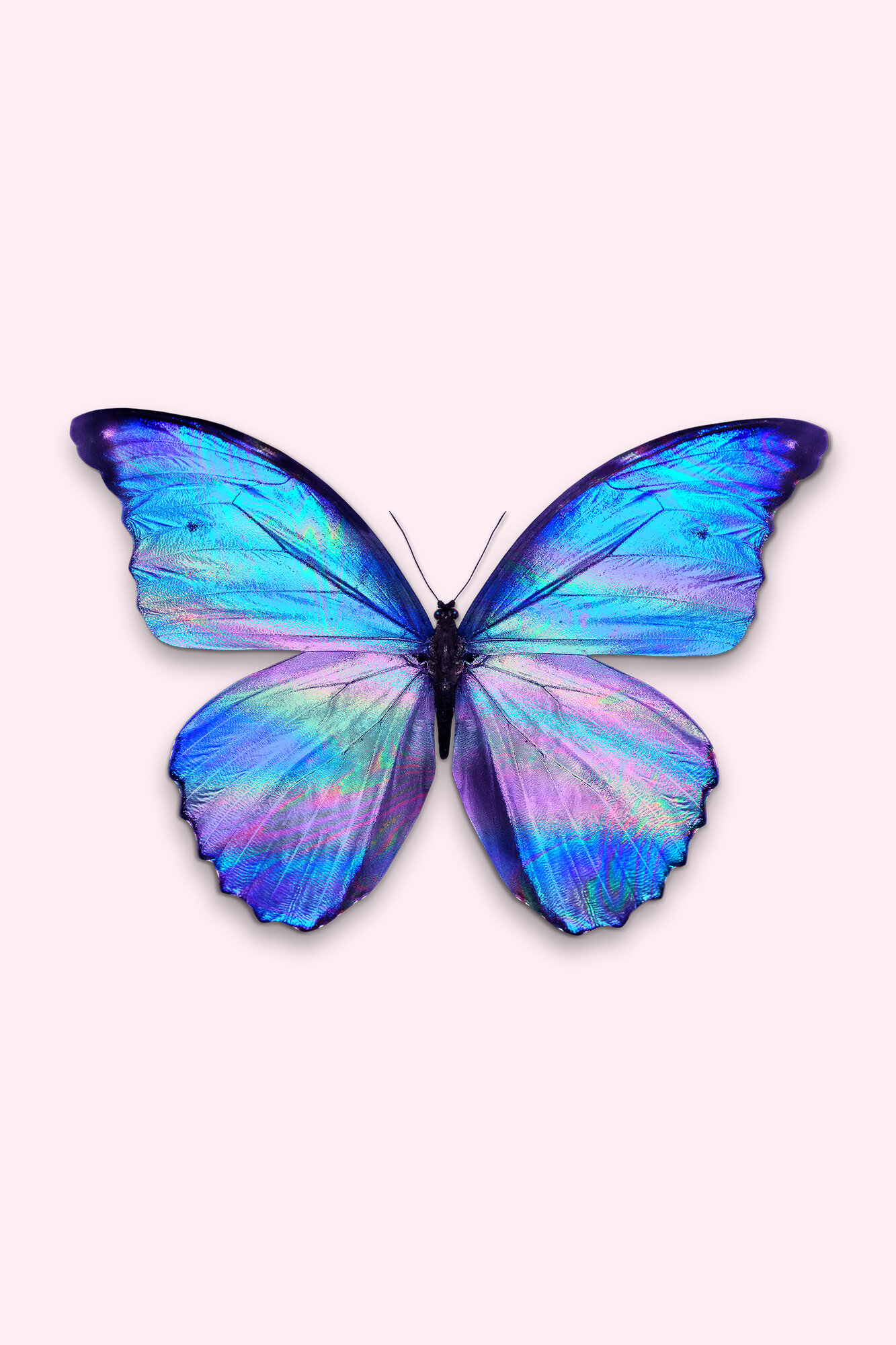 HOLOGRAPHIC_BUTTERFLY.jpg