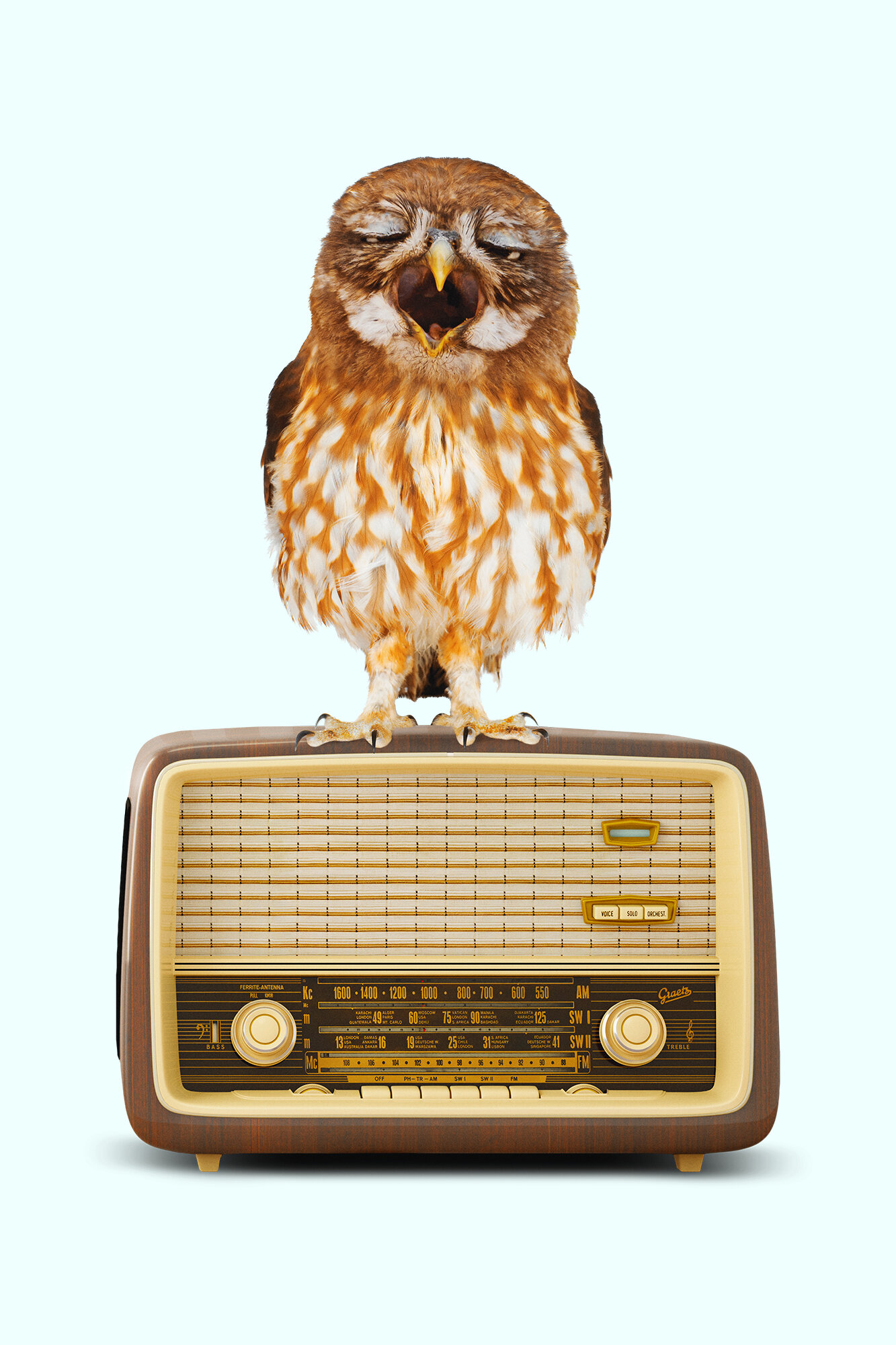 SINGING_OWL_2.0.jpg