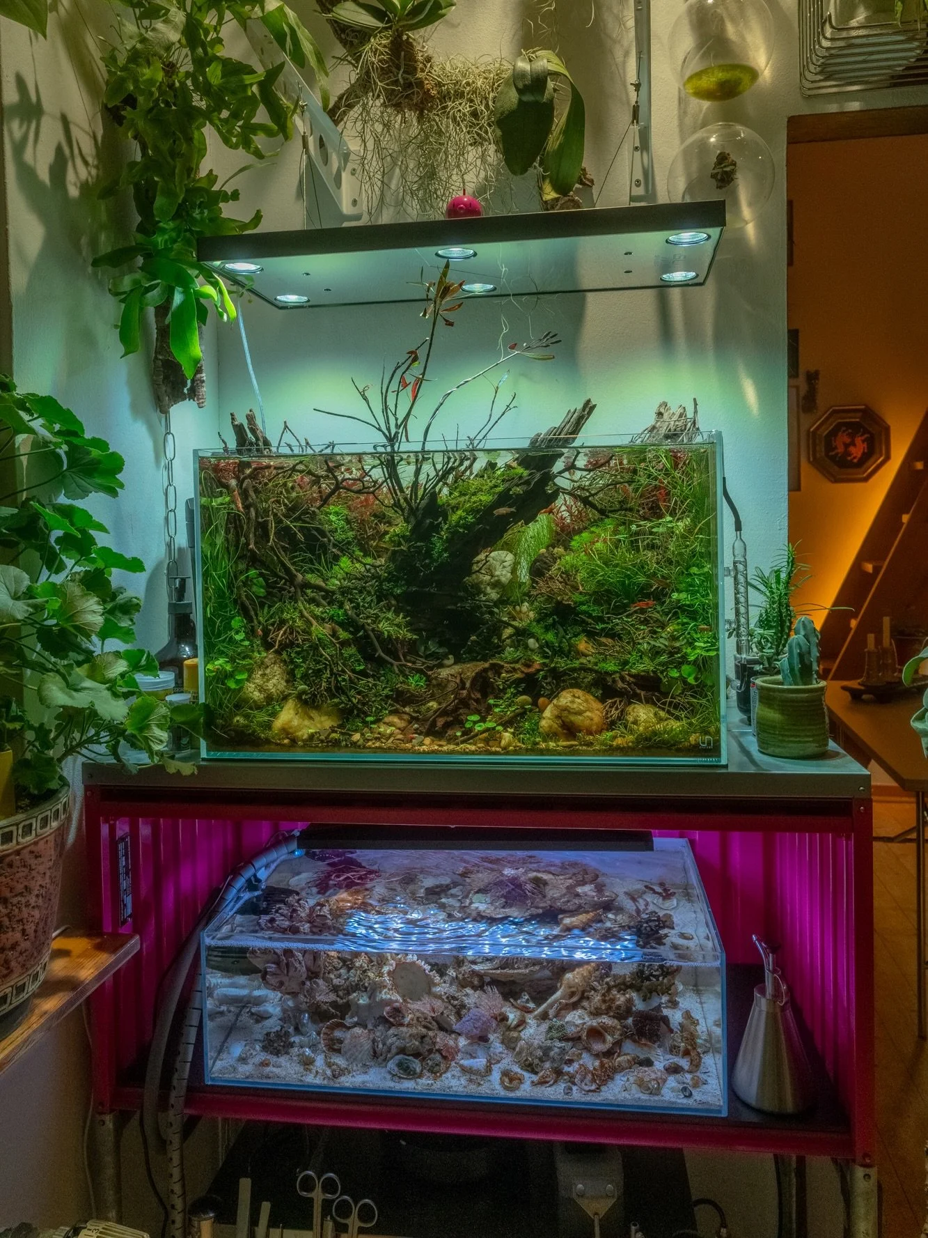 Two aquariums. Two completely different worlds &mdash; right on top of each other.
Freshwater above, saltwater below.
I still never know where to look first.

The reef is finally finding its balance now, and seeing the corals start to grow feels incr