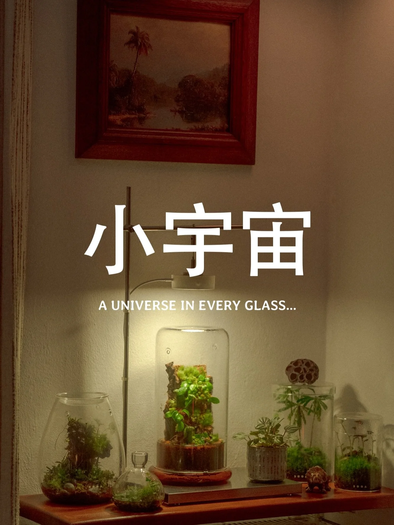 Living ecosystems, designed with care.
For us, terrariums are not decoration. They are small, evolving worlds that bring nature closer to everyday life. Watching them grow, change, and find balance over time is one of the most calming parts of our ho