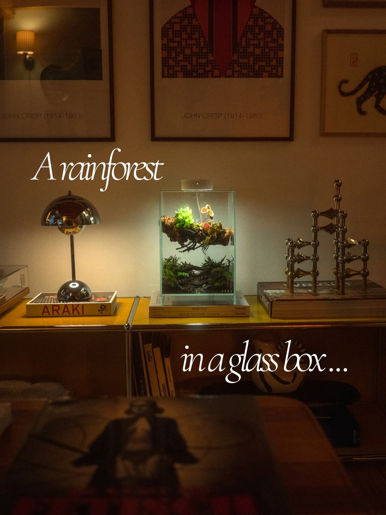 This orchidarium is our attempt to bring a small piece of tropical rainforest into our home and give these delicate miniature orchids a place where they can truly thrive.

It&rsquo;s fascinating how much beauty, detail and life can exist in such a sm