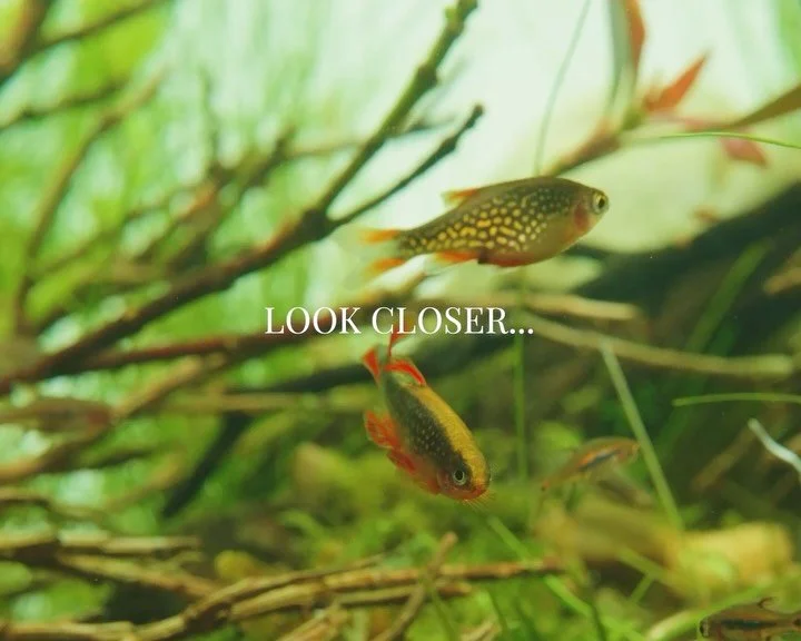 Most of it is easy to miss.
Not because it&rsquo;s hidden 
but because we don&rsquo;t slow down enough to see it.

There are entire worlds living quietly around us.
You just have to look a little closer.

A longer video on how I capture these tiny mo