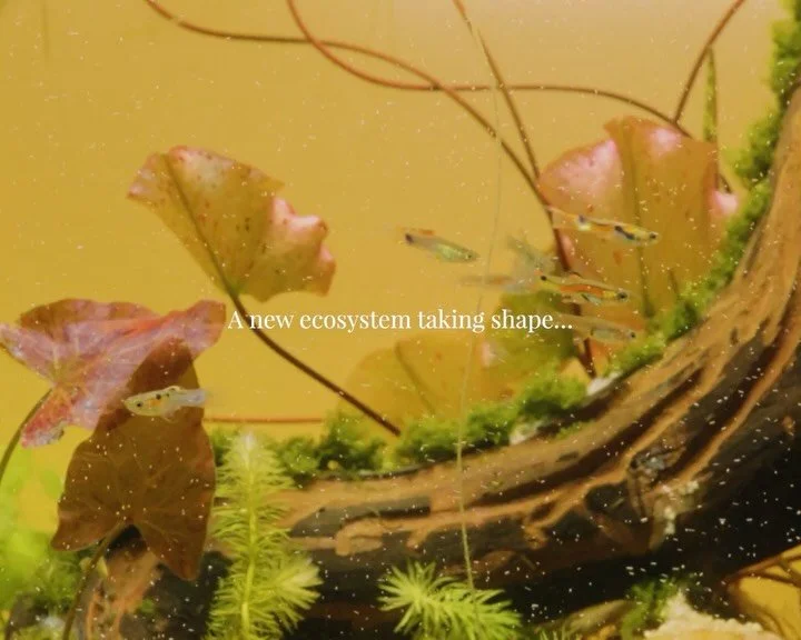 Watching Vildana&rsquo;s fairy pond slowly find its balance has been so beautiful.
The water lilies have settled in, the scape has grown lush, and now its first Endler guppies bring even more life into this tiny world🌿  gently helping the ramshorn s