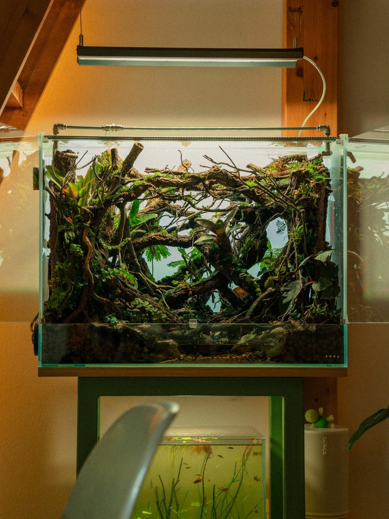 Our future home for Ranitomeya dart frogs 🐸🌿

The terrarium has grown in beautifully over the last few weeks, and since installing the misting system, the plants have been thriving more than ever. There&rsquo;s still plenty to do &mdash; the upper 